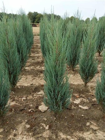 Juniperus s. 'Blue Arrow' 60-80 cm met kluit - afbeelding 3