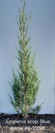 Juniperus s. 'Blue Arrow' 80-100 cm met kluit - afbeelding 4