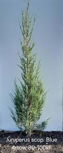Juniperus s. 'Blue Arrow' 80-100 cm met kluit - afbeelding 4