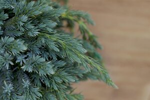 Juniperus squamata 'Blue Spider' 25-30 cm cont. 3,0L