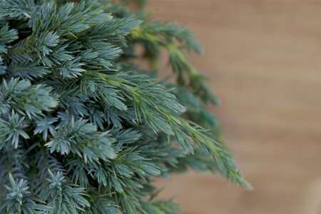 Juniperus squamata 'Blue Spider' 30-40 cm cont. 7,5L