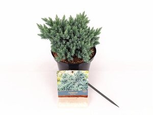 Juniperus squamata 'Blue Star' 15-20 cm cont. 2,0L - afbeelding 6