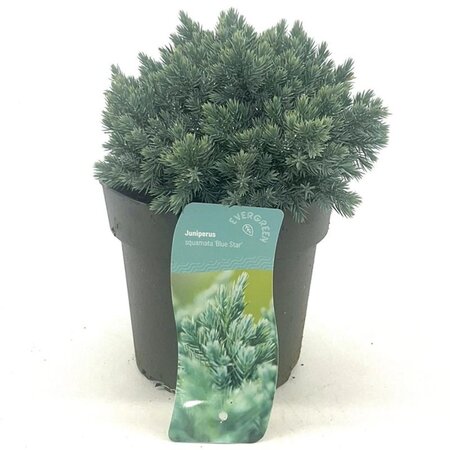 Juniperus squamata 'Blue Star' 15-20 cm cont. 2,0L - afbeelding 7