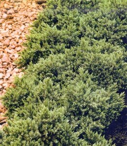 Juniperus squamata 'Blue Star' 15-20 cm cont. 2,0L - afbeelding 8
