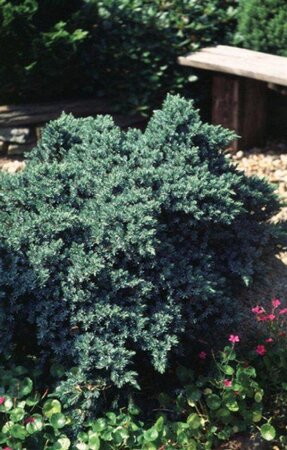 Juniperus squamata 'Blue Star' 15-20 cm cont. 2,0L - afbeelding 9