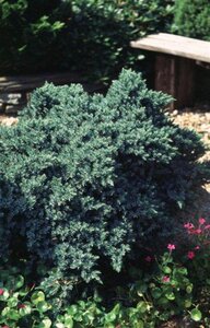 Juniperus squamata 'Blue Star' 15-20 cm cont. 2,0L - afbeelding 9