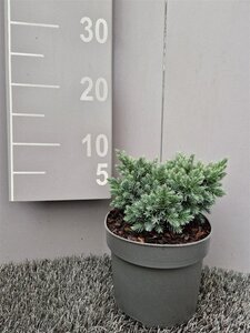 Juniperus squamata 'Blue Star' 15-20 cm cont. 2,0L - afbeelding 4