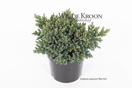 Juniperus squamata 'Blue Star' 15-20 cm cont. 2,0L - afbeelding 5