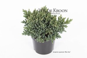 Juniperus squamata 'Blue Star' 15-20 cm cont. 2,0L - afbeelding 5
