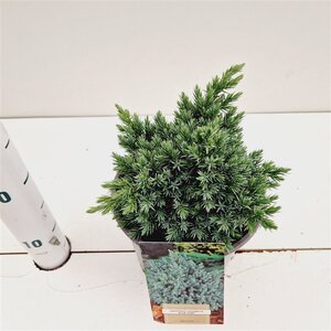 Juniperus squamata 'Blue Star' 20-25 cm cont. 2,0L - afbeelding 2