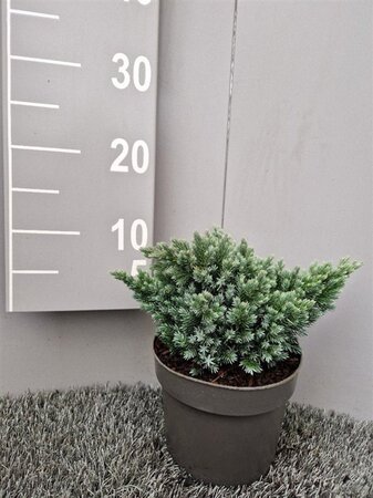 Juniperus squamata 'Blue Star' 20-25 cm cont. 2,0L - afbeelding 1