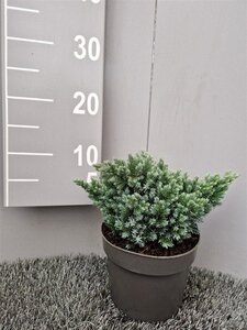 Juniperus squamata 'Blue Star' 20-25 cm cont. 2,0L