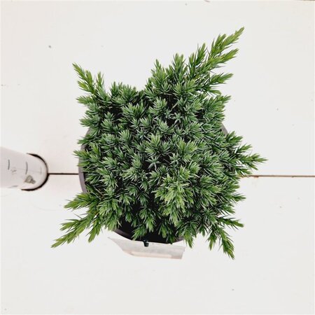 Juniperus squamata 'Blue Star' 20-25 cm cont. 2,0L - afbeelding 3