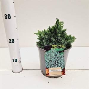 Juniperus squamata 'Blue Star' 20-25 cm cont. 2,0L - afbeelding 4