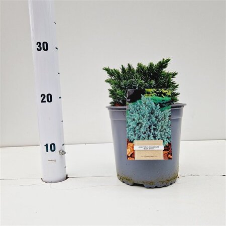 Juniperus squamata 'Blue Star' 20-25 cm cont. 2,0L - afbeelding 5