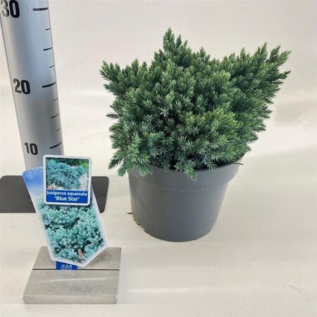 Juniperus squamata 'Blue Star' 20-25 cm cont. 3,0L - afbeelding 8