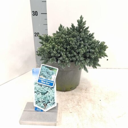 Juniperus squamata 'Blue Star' 20-25 cm cont. 3,0L - afbeelding 6