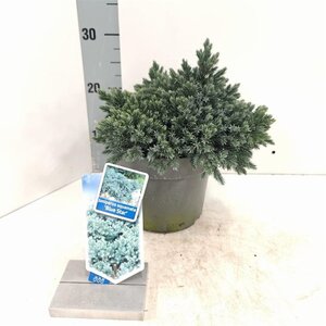 Juniperus squamata 'Blue Star' 20-25 cm cont. 3,0L - afbeelding 6