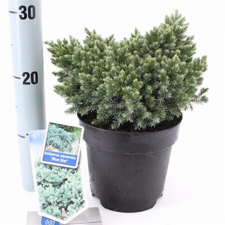 Juniperus squamata 'Blue Star' 20-25 cm cont. 3,0L - afbeelding 4