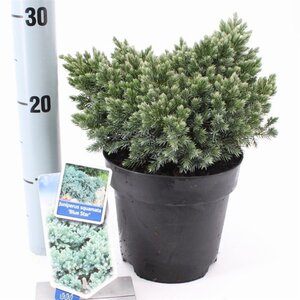 Juniperus squamata 'Blue Star' 20-25 cm cont. 3,0L - afbeelding 4