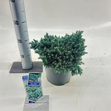 Juniperus squamata 'Blue Star' 20-25 cm cont. 3,0L - afbeelding 9