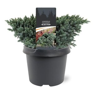 Juniperus squamata 'Blue Star' 20-25 cm cont. 3,0L - afbeelding 7
