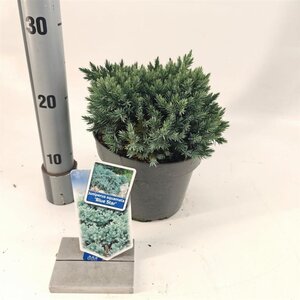 Juniperus squamata 'Blue Star' 20-25 cm cont. 3,0L - afbeelding 5
