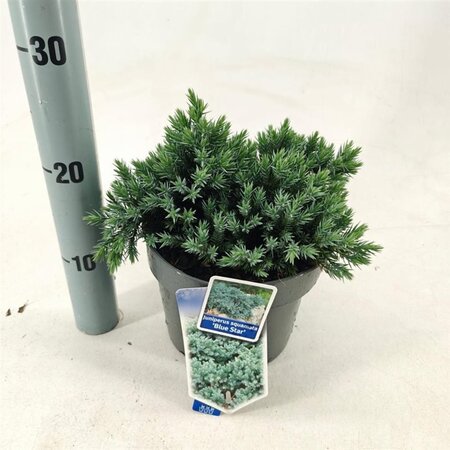 Juniperus squamata 'Blue Star' 20-25 cm cont. 3,0L - afbeelding 6