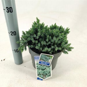 Juniperus squamata 'Blue Star' 20-25 cm cont. 3,0L - afbeelding 6