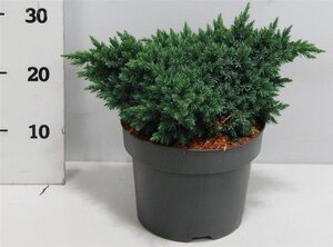 Juniperus squamata 'Blue Star' 25-30 cm cont. 5,0L - afbeelding 4