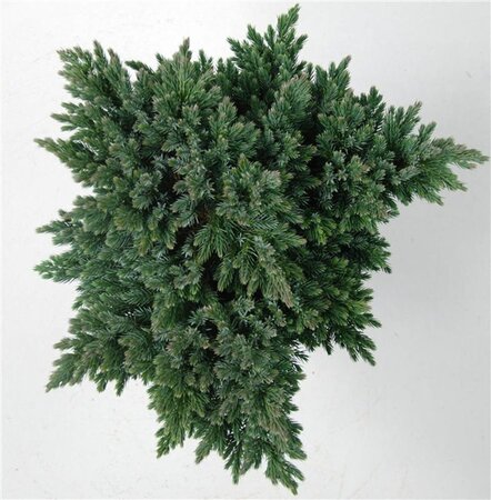 Juniperus squamata 'Blue Star' 25-30 cm cont. 5,0L - afbeelding 5