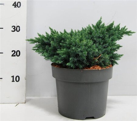 Juniperus squamata 'Blue Star' 25-30 cm cont. 5,0L - afbeelding 6