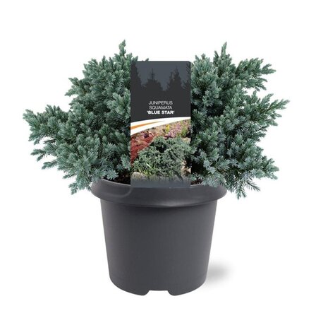 Juniperus squamata 'Blue Star' 25-30 cm cont. 5,0L - afbeelding 7