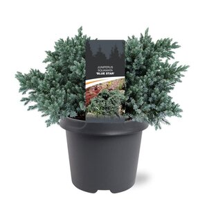 Juniperus squamata 'Blue Star' 25-30 cm cont. 5,0L - afbeelding 7