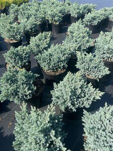 Juniperus squamata 'Blue Star' 25-30 cm cont. 5,0L - afbeelding 8