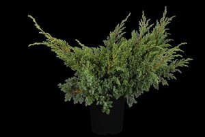 Juniperus sq. 'Blue Swede' 30-40 cm cont. 3,5L