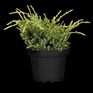 Juniperus squamata 'Holger' 20-25 cm cont. 2,0L