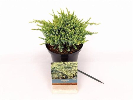 Juniperus squamata 'Holger' 20-25 cm cont. 2,0L - afbeelding 4