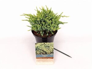 Juniperus squamata 'Holger' 20-25 cm cont. 2,0L - afbeelding 4