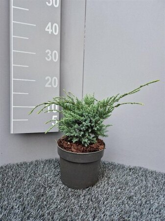 Juniperus squamata 'Holger' 20-25 cm cont. 2,0L - afbeelding 3