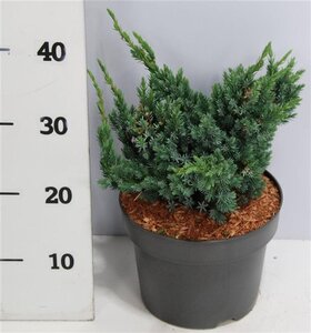 Juniperus squamata 'Meyeri' 30-40 cm cont. 5,0L - image 2