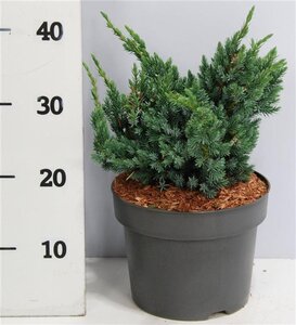 Juniperus squamata 'Meyeri' 30-40 cm cont. 5,0L - image 3