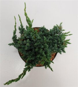 Juniperus squamata 'Meyeri' 30-40 cm cont. 5,0L - image 4