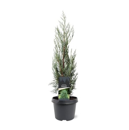 Juniperus s. 'Moonglow' 40-50 cm cont. 3,0L