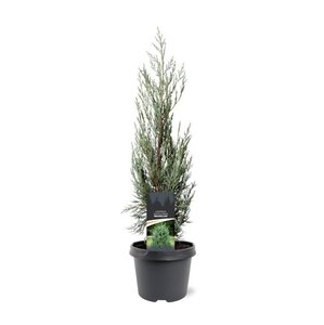 Juniperus s. 'Moonglow' 40-50 cm cont. 3,0L