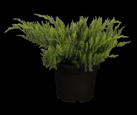 Juniperus sabina 'Tamariscifolia' 30-40 cm cont. 3,0L
