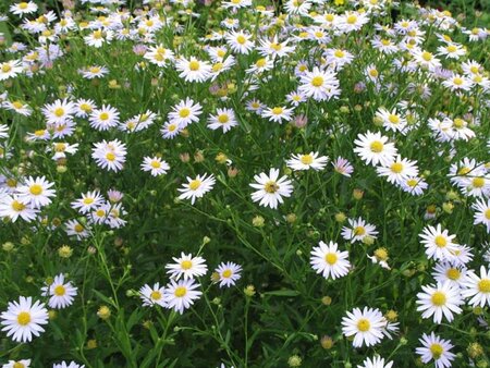 Kalimeris incisa 'Alba' geen maat specificatie 0,55L/P9cm - afbeelding 3