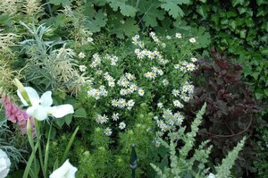 Kalimeris incisa 'Alba' geen maat specificatie 0,55L/P9cm