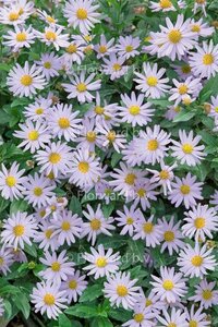 Kalimeris incisa 'Blue Star' geen maat specificatie 0,55L/P9cm - afbeelding 5