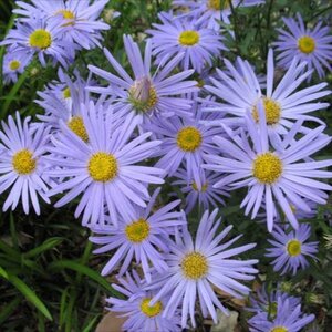 Kalimeris incisa 'Blue Star' geen maat specificatie 0,55L/P9cm - afbeelding 2